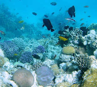 Schnorcheln Hurghada