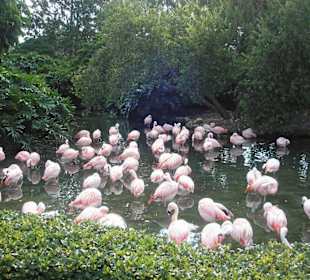 Flamingos
