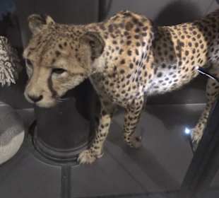 Museum für Naturkunde