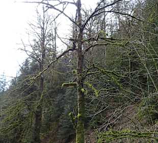 Wasserfälle Allerheiligen