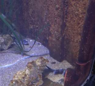 National Aquarium Malta