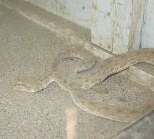 Самая ядовитая змея в мире