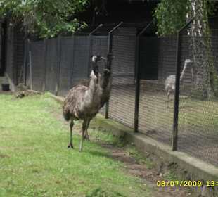 Urokliwe krakowskie ZOO.
