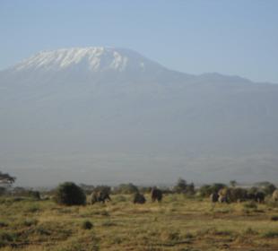 Safari in Amboseli