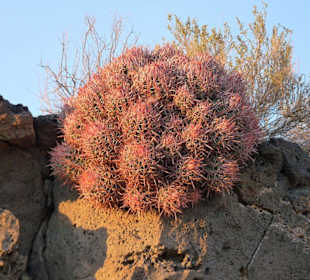 Mojave Wüste