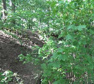 Wanderung zur Burgruine Liebenau
