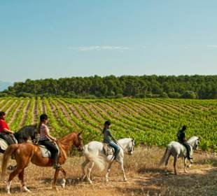 Ausritt "Wein und andalusische Pferde"