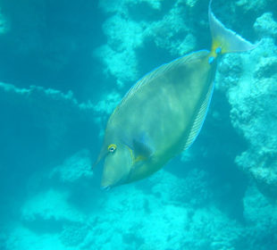 Kurznasendoktorfisch