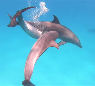 Delfine aus nächster Nähe 