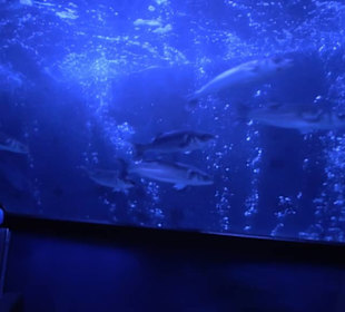 Sea Life
