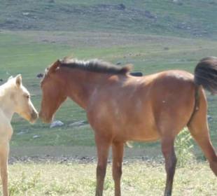 Im Tal der wilden Pferde