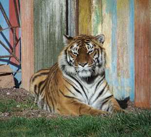 Tygrys w Jungle Park.