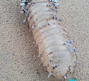 Zahlreich zu finden: Plastikmüll jeglicher Art...