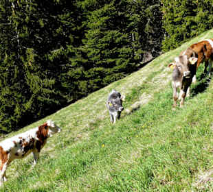 Wer schaut denn wen an