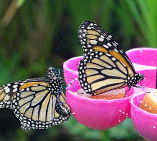 Schmetterlingshaus Mariposario del Drago