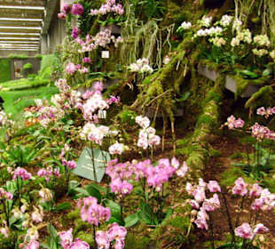 Orchideengarten