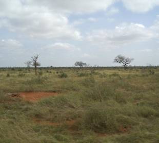 Tsavo Ost
