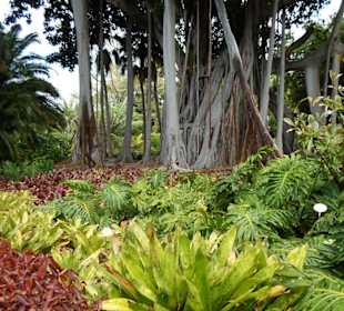 Im Jardín de aclimatación de La Orotava