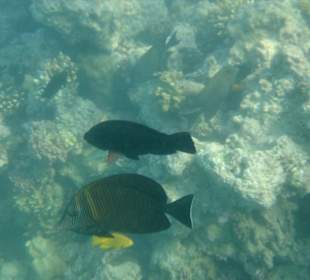 Подводный мир