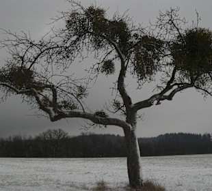 Mistelbaum bei Landscheid