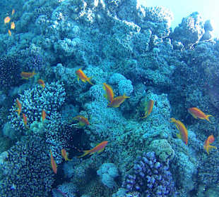 Schnorcheln Hurghada