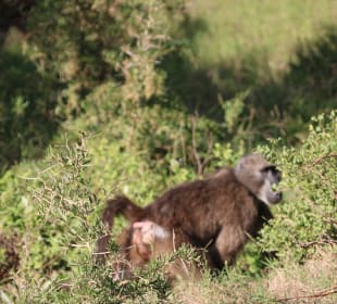 ...und ich stehle gerne°! 