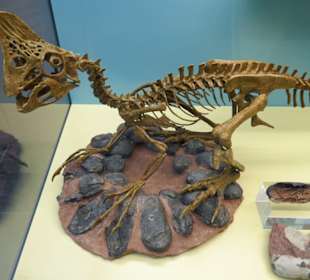 Sehr kleiner Dino, der Eier rauben will