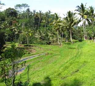 Reisfelder oberhalb der Schlucht