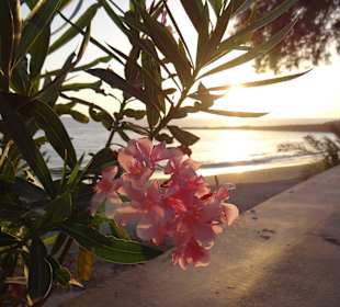 Wunderschöne Sonnenuntergänge