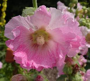 Eindrücke vom Rundgang durch den Park der Gärten