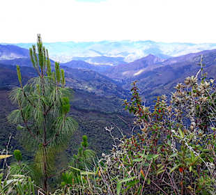 Podocarpus Nationalpark