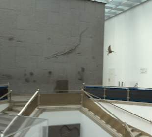 Staatliches Naturkunde Museum