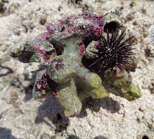 Co można napotkać w wodzie