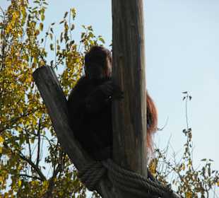 Nonja im Aussengelände