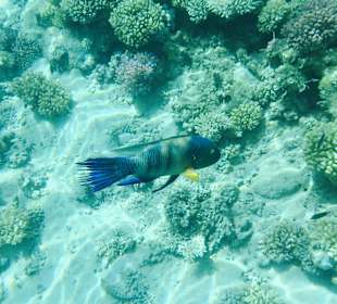 Schnorcheln am Hausriff