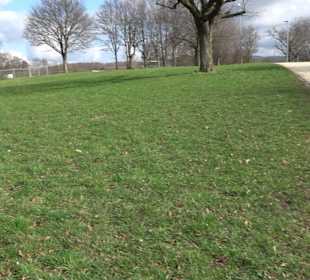 Naturdenkmal Lutherlinde