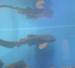 Im Aquarium unterwegs