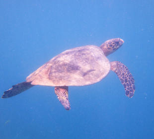 Schnorcheln Marsa Alam