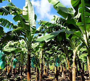 Bananenfelder