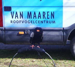 Greifvogelshow im Park