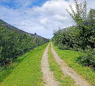 Weg durch den Obstgarten