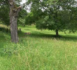 Premiumspazierweg Früchtetrauf-Leisawegle