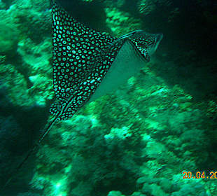 Adlerrochen, einfach genial  