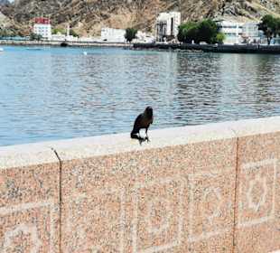 Stadtrundfahrt Maskat