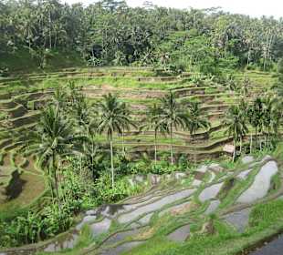 Blick auf die Terrassen