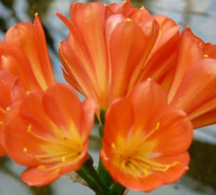 Planten und Bloomen Freizeitpark