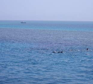 Delphin Tour am 4.7.2007