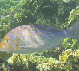 Schnorcheln Marsa Alam