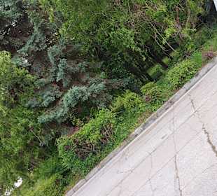 Albena 