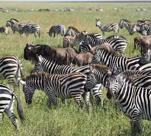 Geführte Touren Karibu Tansania Safaris
